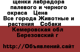 щенки лабрадора палевого и черного окраса › Цена ­ 30 000 - Все города Животные и растения » Собаки   . Кемеровская обл.,Березовский г.